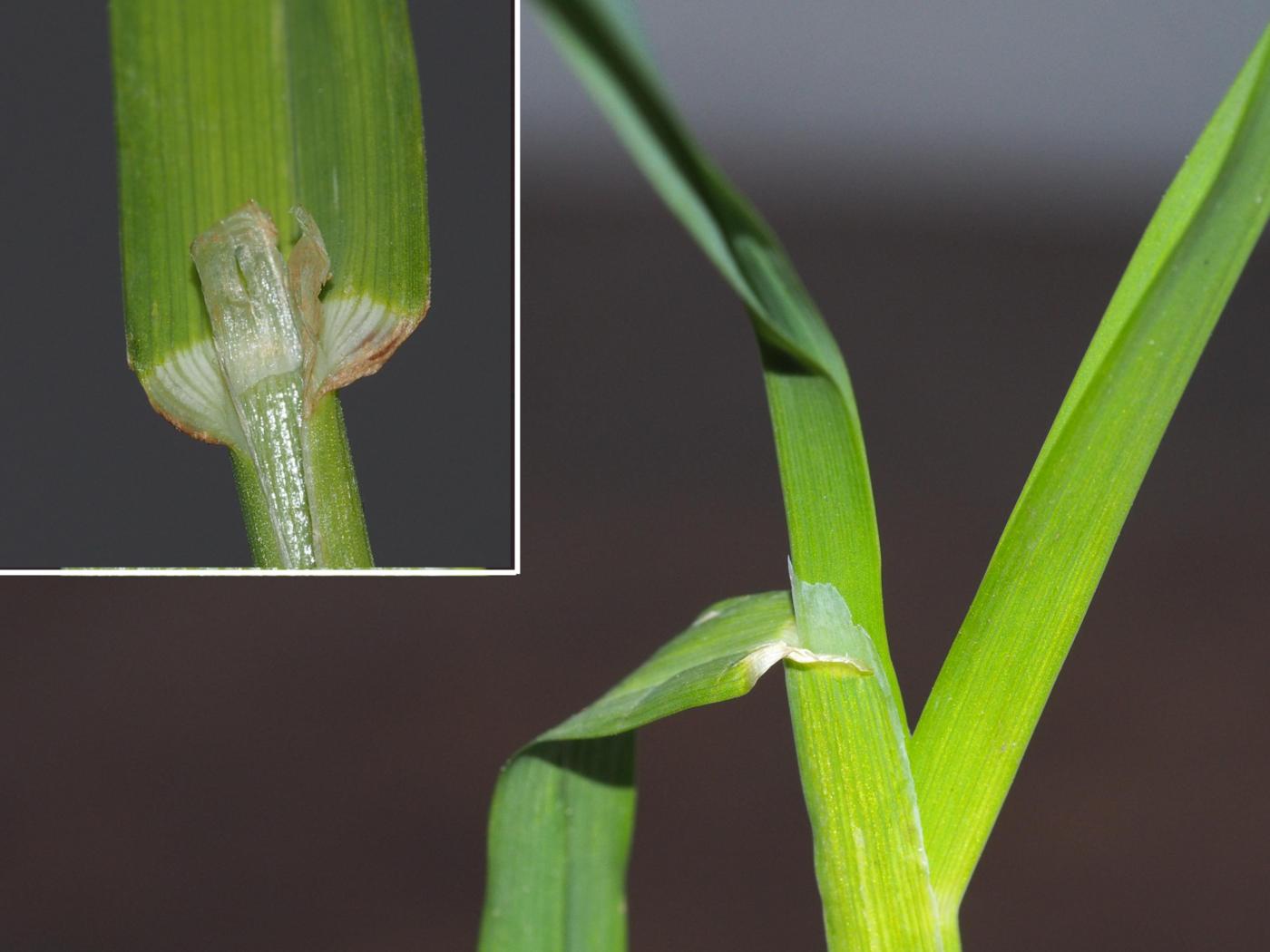 Cock's-foot leaf